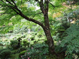 An outdoor garden scene with kokedamas integrated into the landscape.