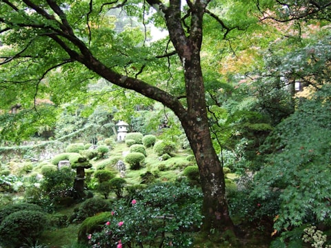 An outdoor garden scene with kokedamas integrated into the landscape.