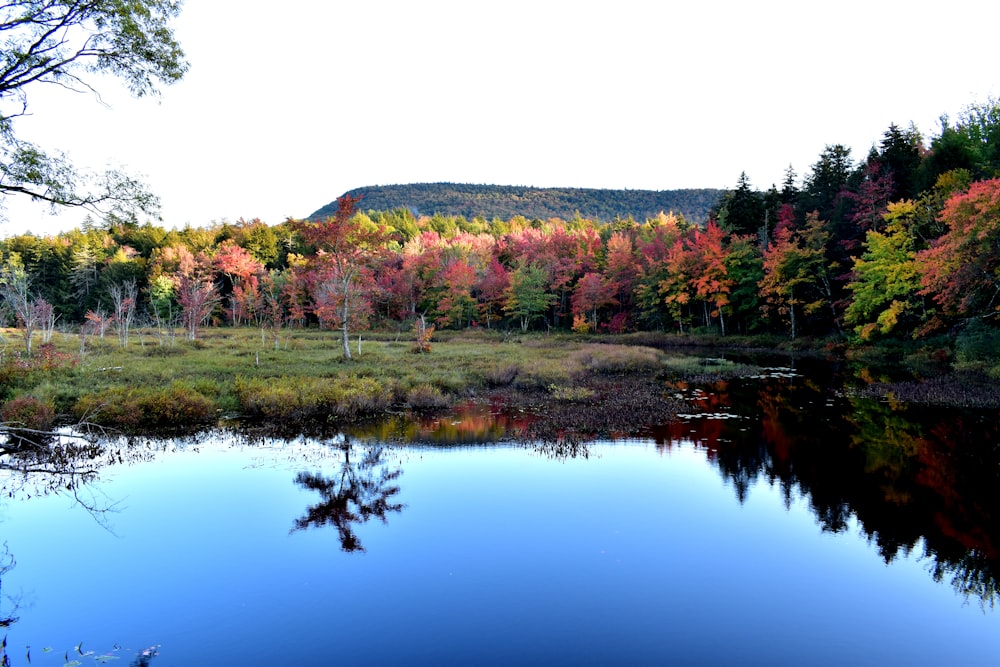 forest photography