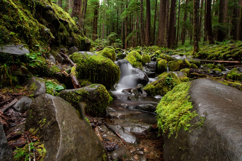 water falls and trees