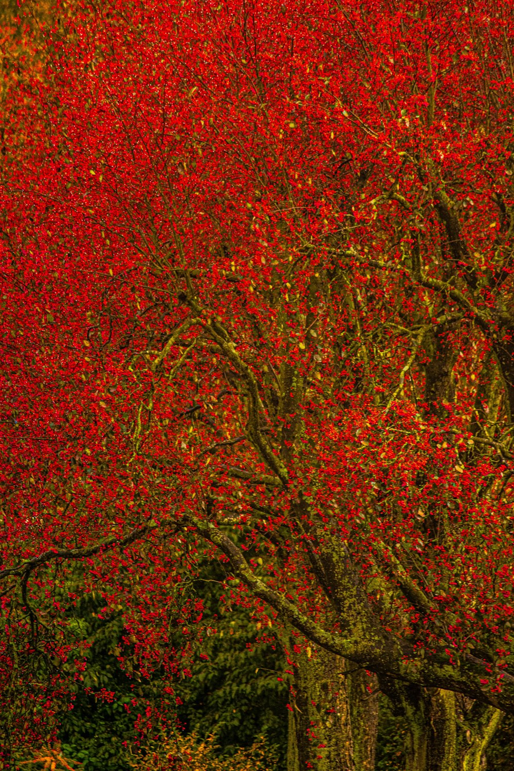 red-leafed trees