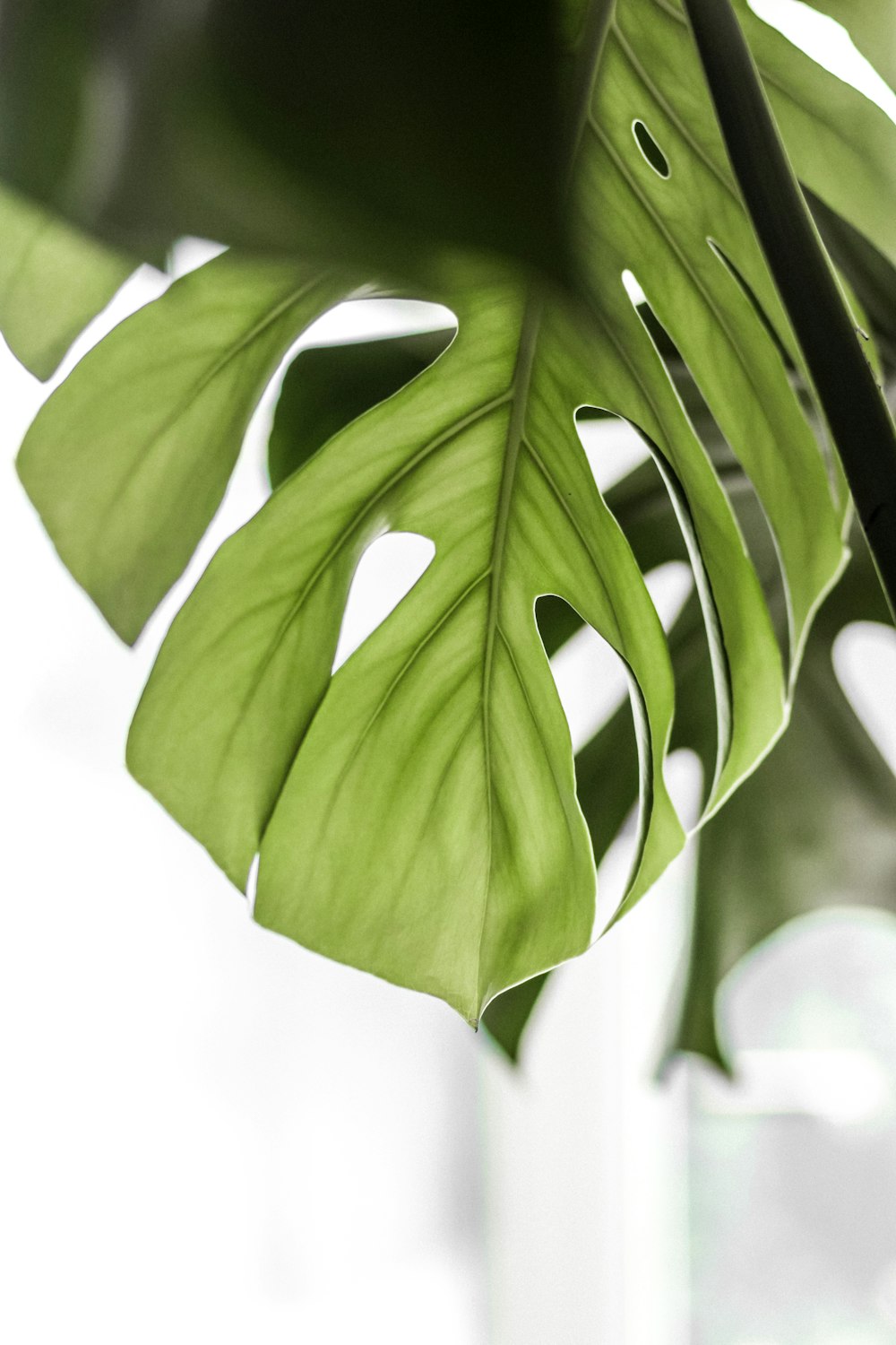 Fotografía macro de planta de hoja verde