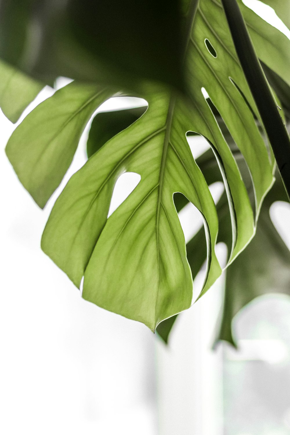 Fotografia macro di una pianta a foglia verde