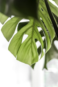 Monstera Deliciosa