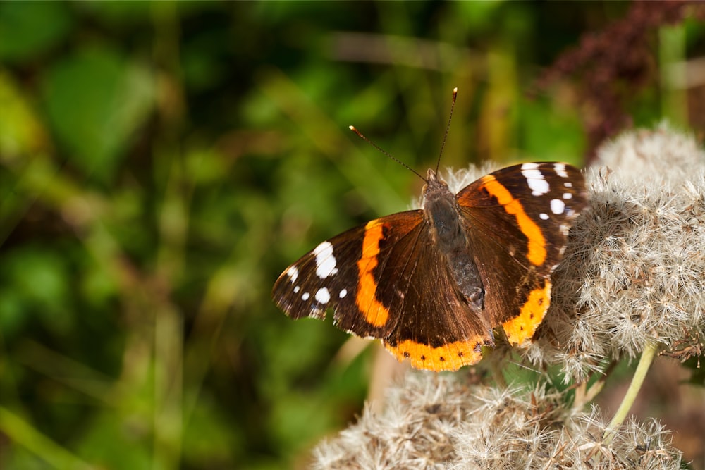 brown butterfly