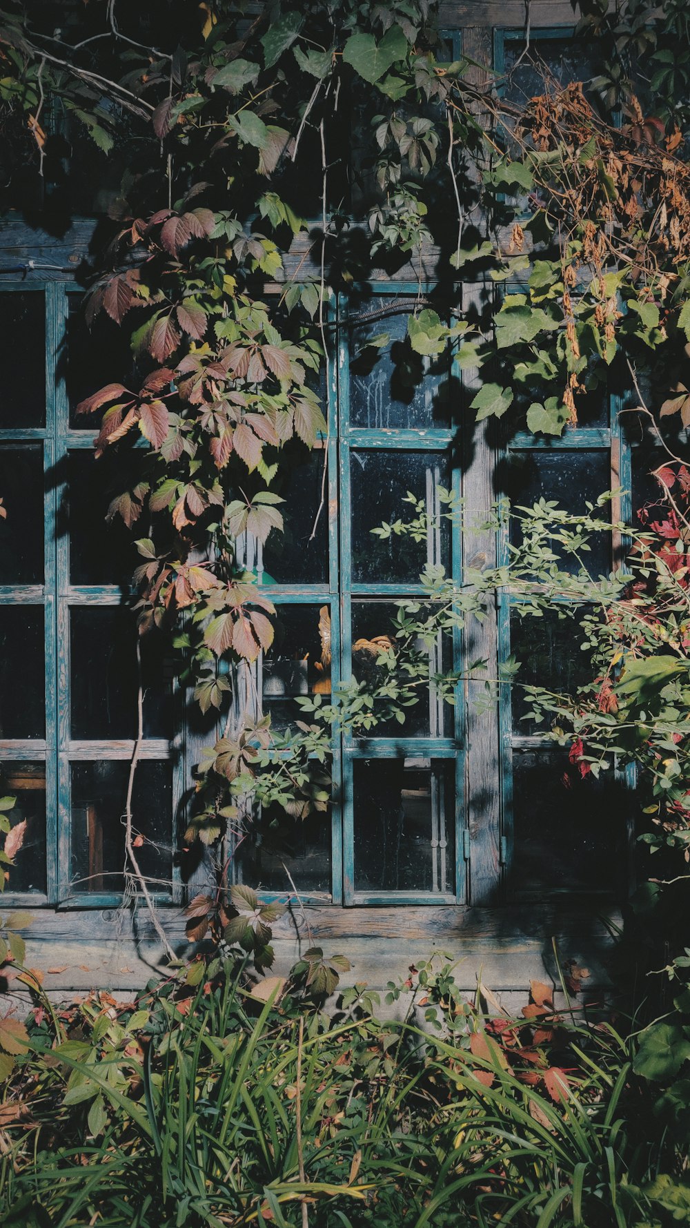 plantas de hojas verdes en una ventana de vidrio cerrada