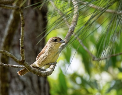 yellow bird on tree rod