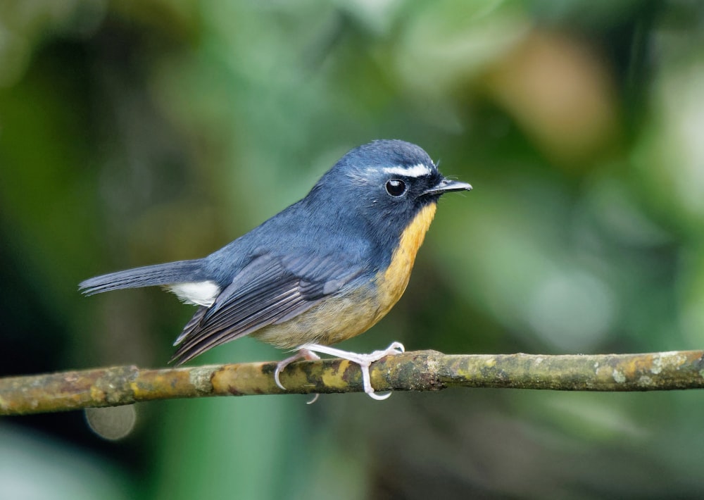blue and yellow bird on wooden rod
