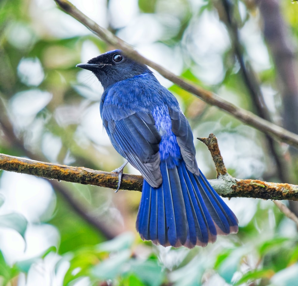 blue bird