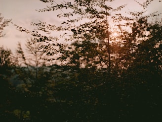 A serene landscape at dusk, with soft shadows and a hint of light breaking through the trees.