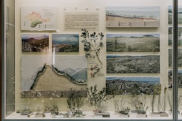 A museum display case features a collection of geographical and botanical exhibits, including various photographs, diagrams, and preserved plant specimens. The photographs showcase landscapes with mountains and grassy fields. Some diagrams appear to represent topographical and vegetation maps. Dried plants are neatly arranged at the bottom, each with labels and descriptions.