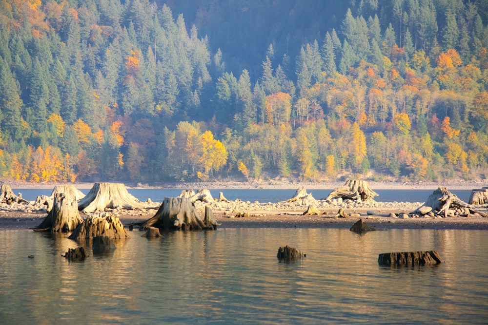 brown frames on body of water