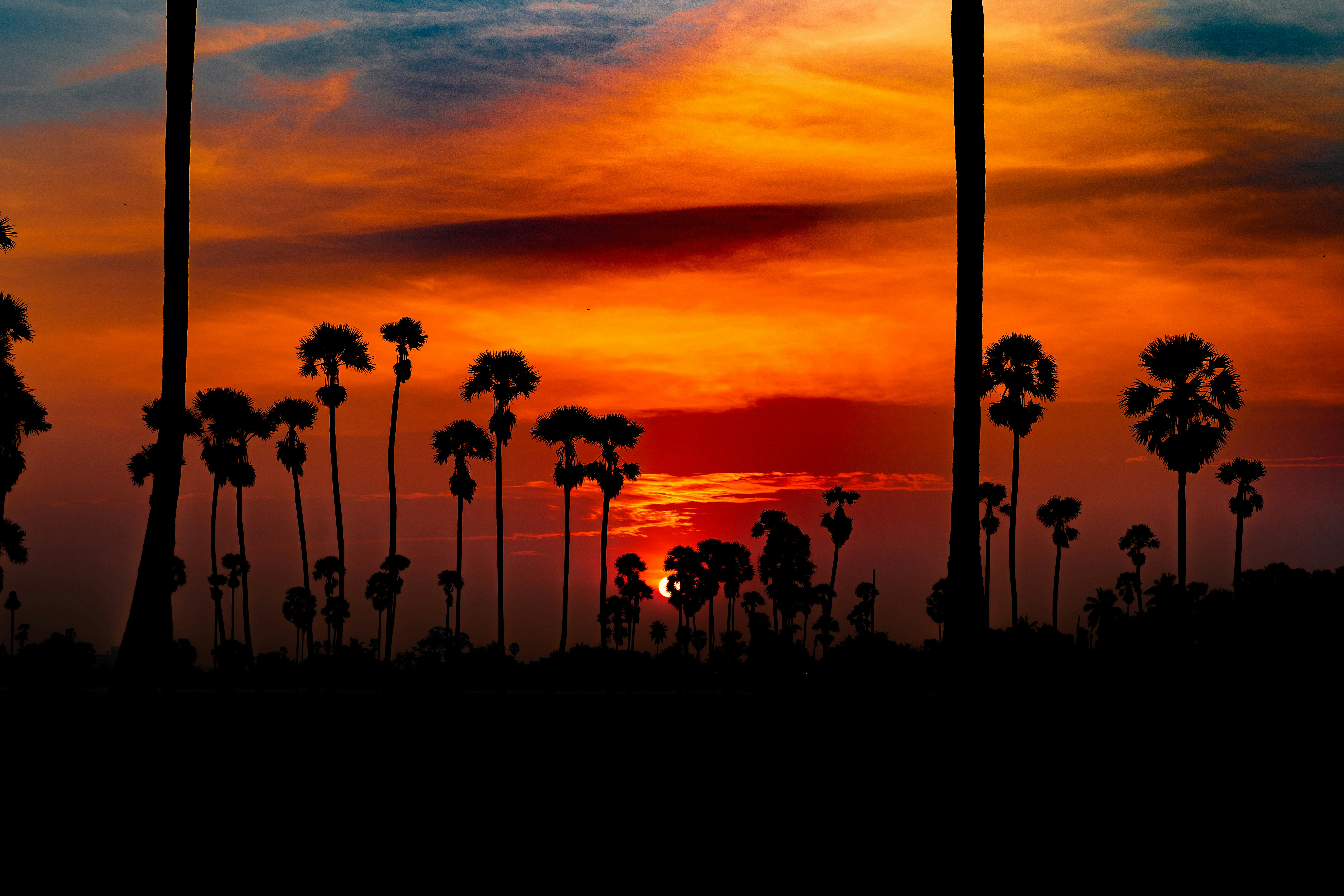 a sunset with palm trees silhouetted against the sky