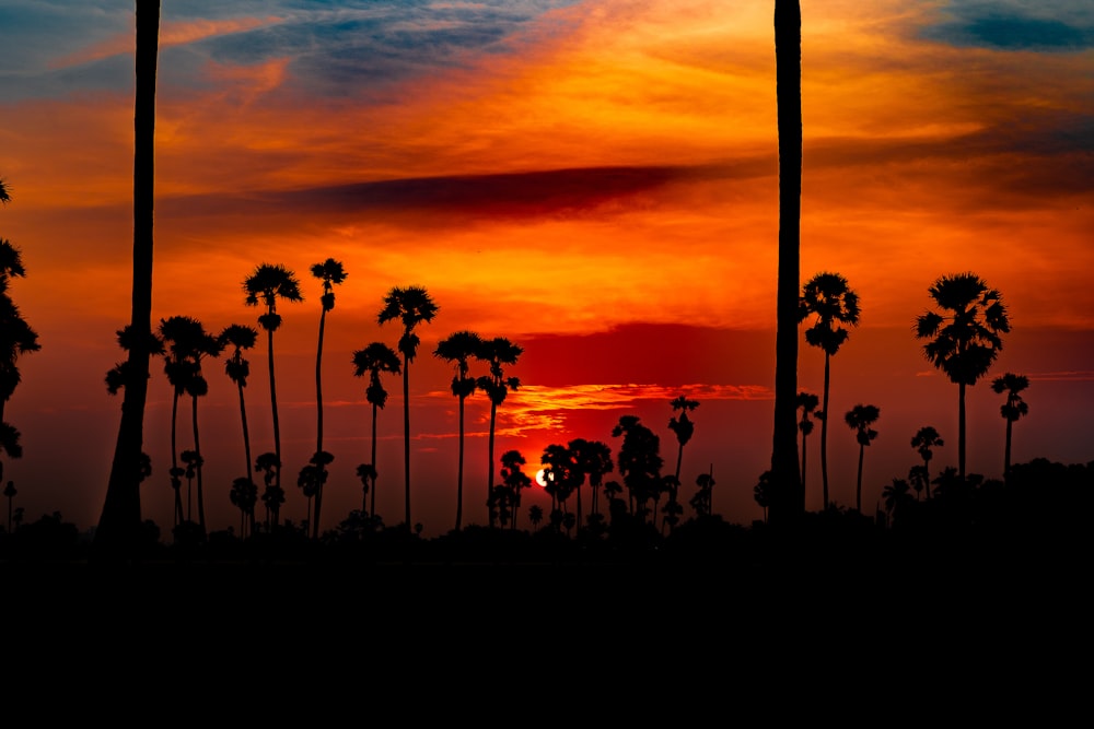 a sunset with palm trees silhouetted against the sky