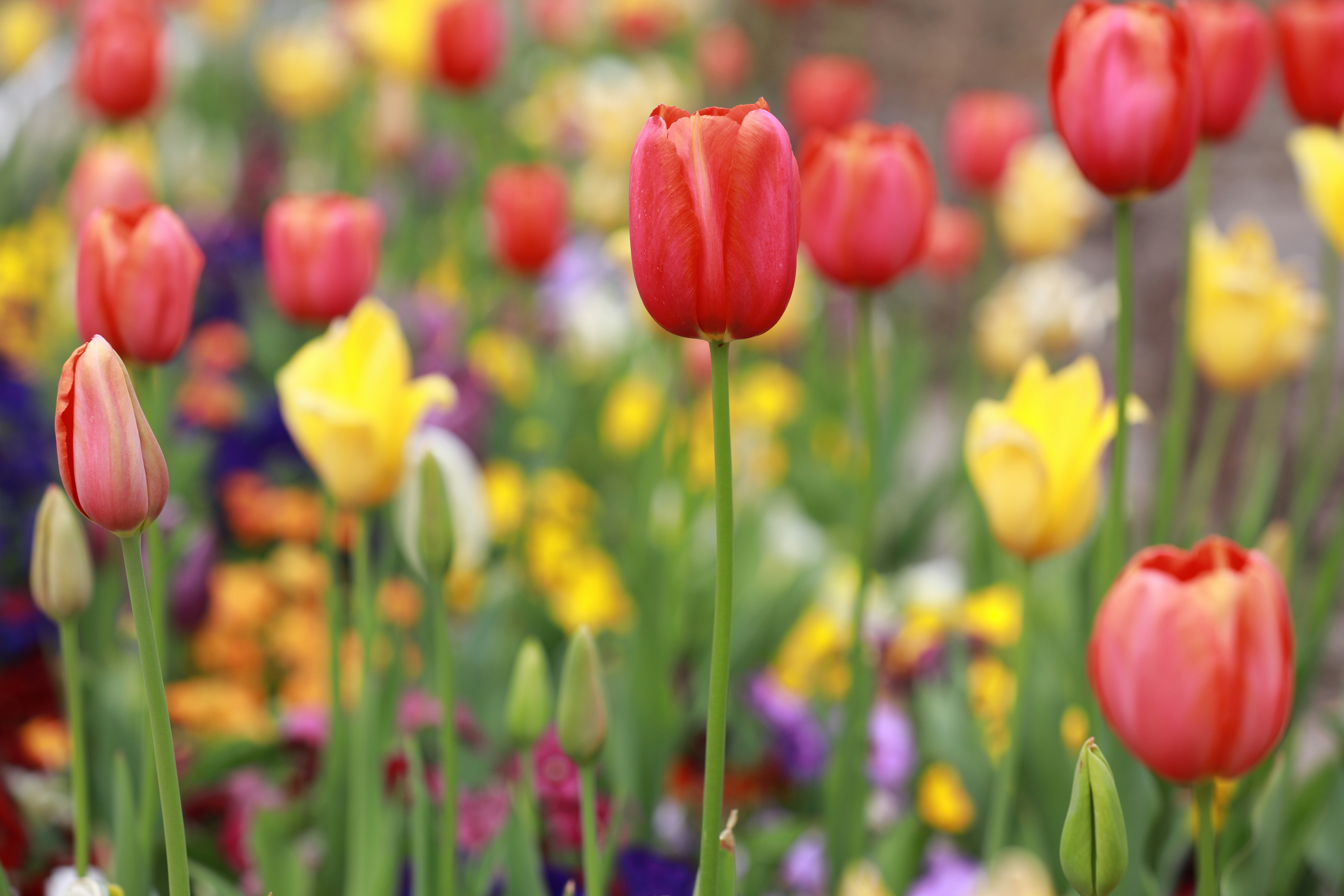 Photo by aladdin2019