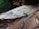 A small green insect with long antennae is perched on a piece of rough, textured wood. The background appears to be a blurred natural setting, likely outdoors, with some greenery visible.