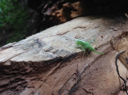 A small green insect with long antennae is perched on a piece of rough, textured wood. The background appears to be a blurred natural setting, likely outdoors, with some greenery visible.