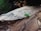 A small green insect with long antennae is perched on a piece of rough, textured wood. The background appears to be a blurred natural setting, likely outdoors, with some greenery visible.