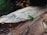 A small green insect with long antennae is perched on a piece of rough, textured wood. The background appears to be a blurred natural setting, likely outdoors, with some greenery visible.