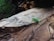 A small green insect with long antennae is perched on a piece of rough, textured wood. The background appears to be a blurred natural setting, likely outdoors, with some greenery visible.