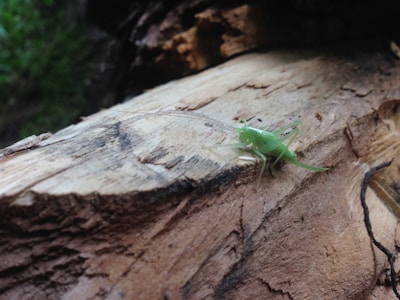 A small green insect with long antennae is perched on a piece of rough, textured wood. The background appears to be a blurred natural setting, likely outdoors, with some greenery visible.