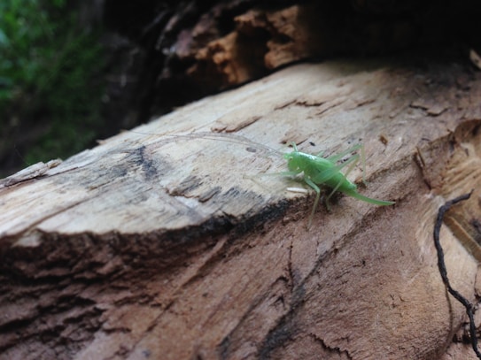 A small green insect with long antennae is perched on a piece of rough, textured wood. The background appears to be a blurred natural setting, likely outdoors, with some greenery visible.