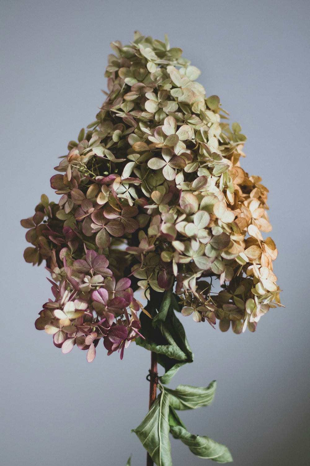 multicolored hydrangeas