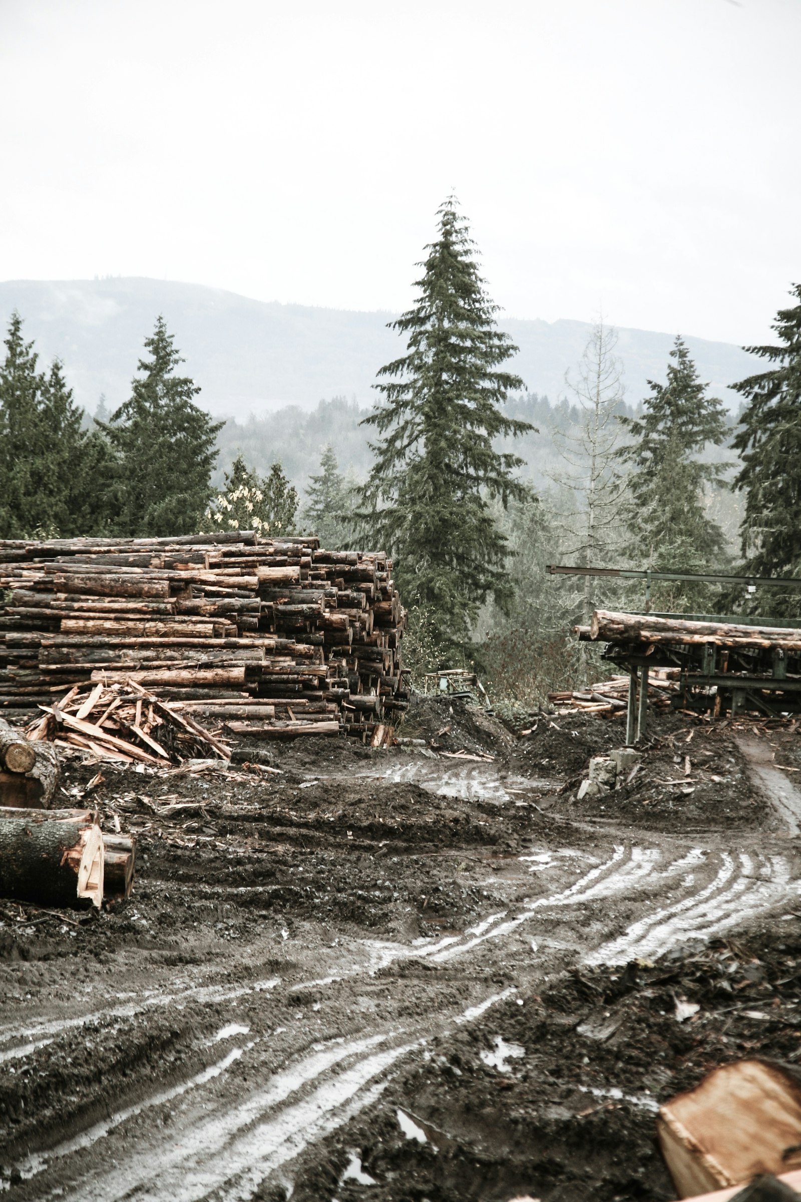 Canon EF 35-135mm f/4-5.6 USM sample photo. Pile of cut logs photography