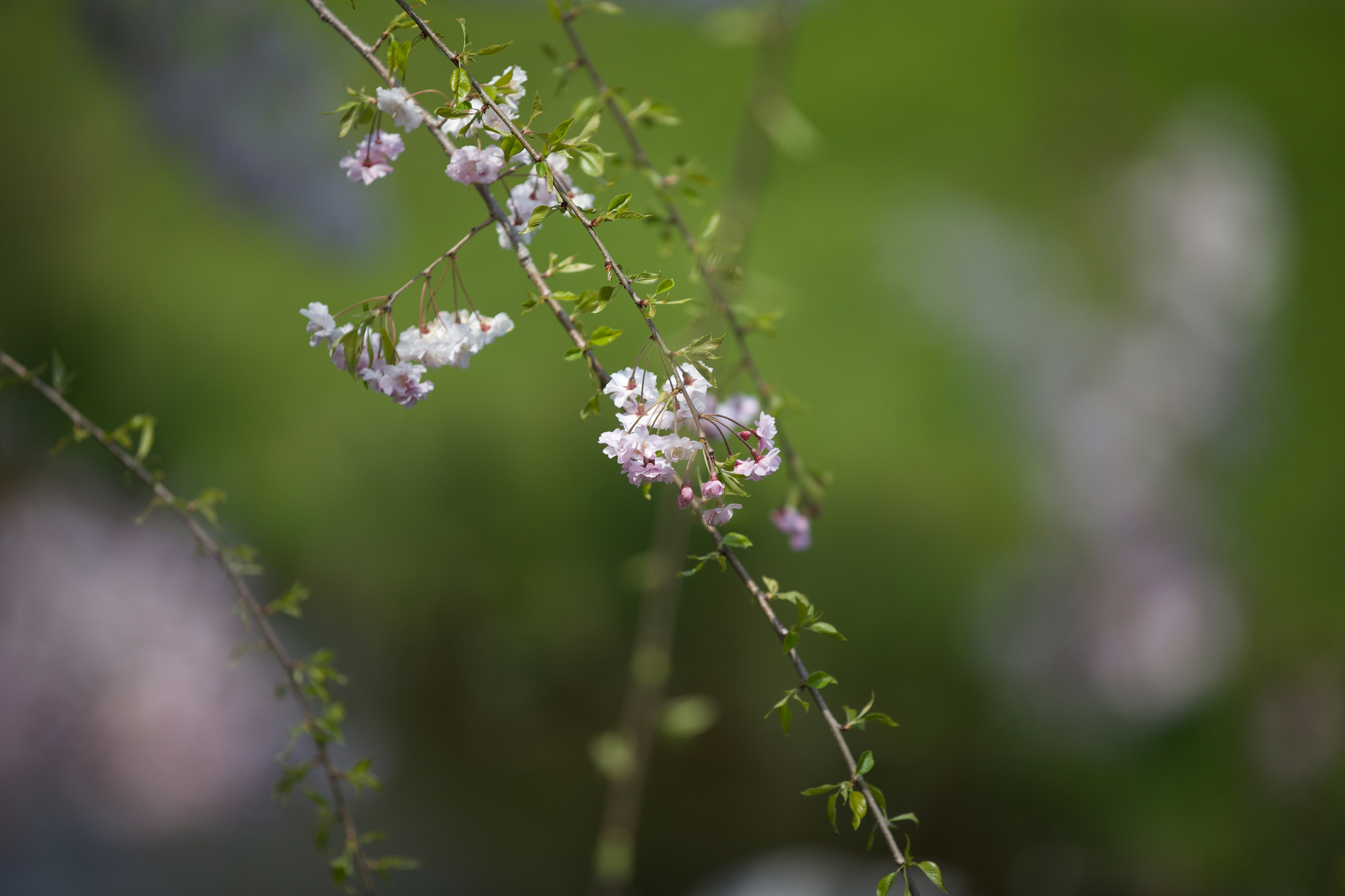 Photo by aladdin2019