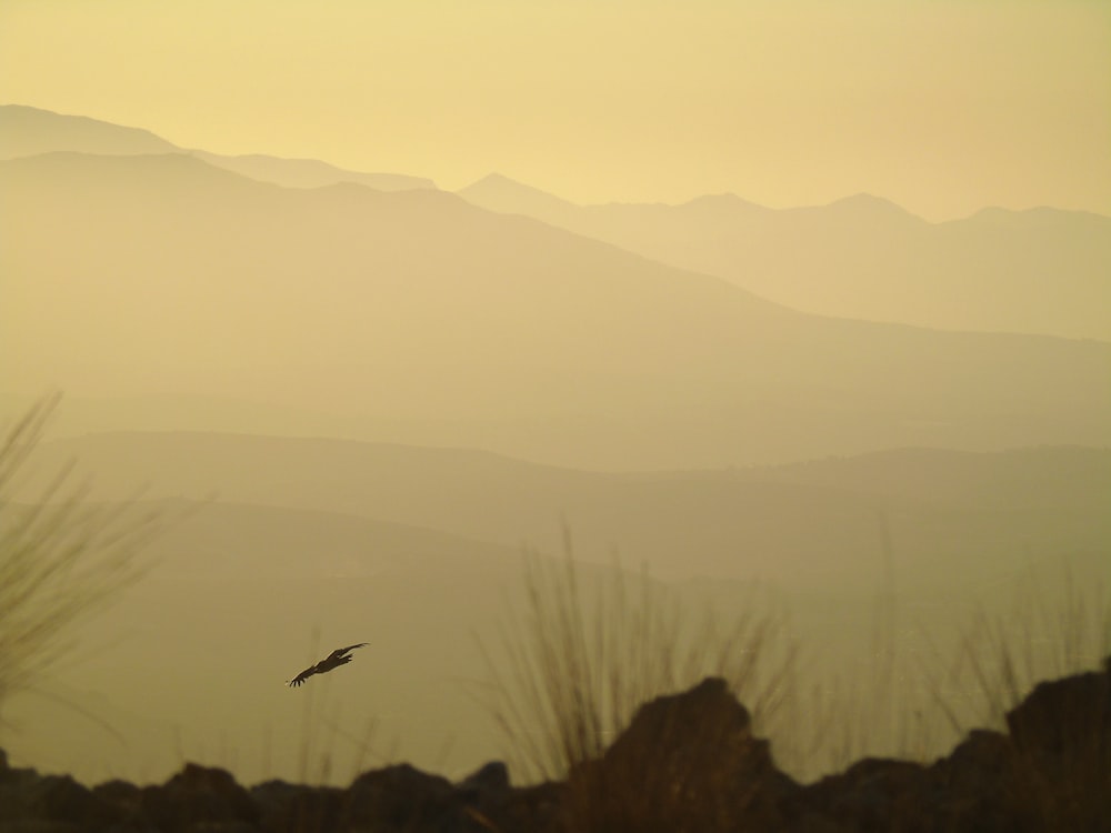 a bird flying in the sky over a mountain range