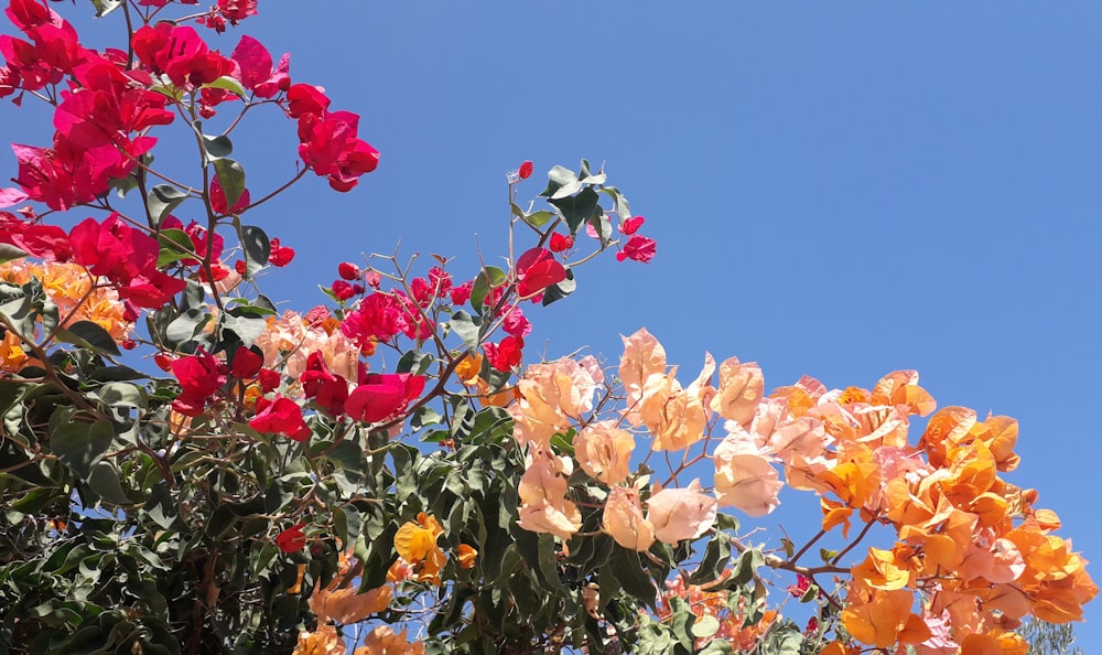 pink and red petaled flowers