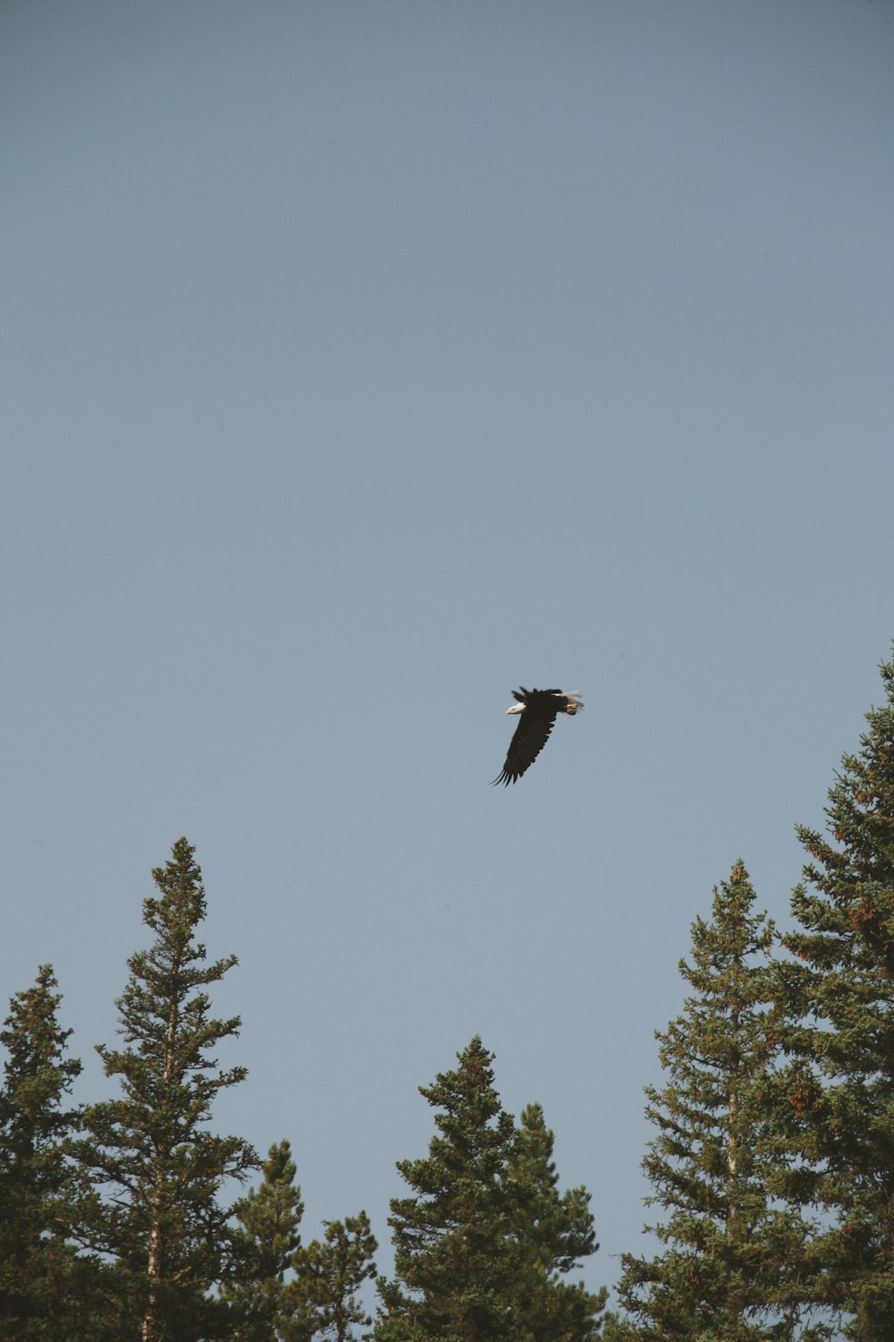 bird above green leafed trees