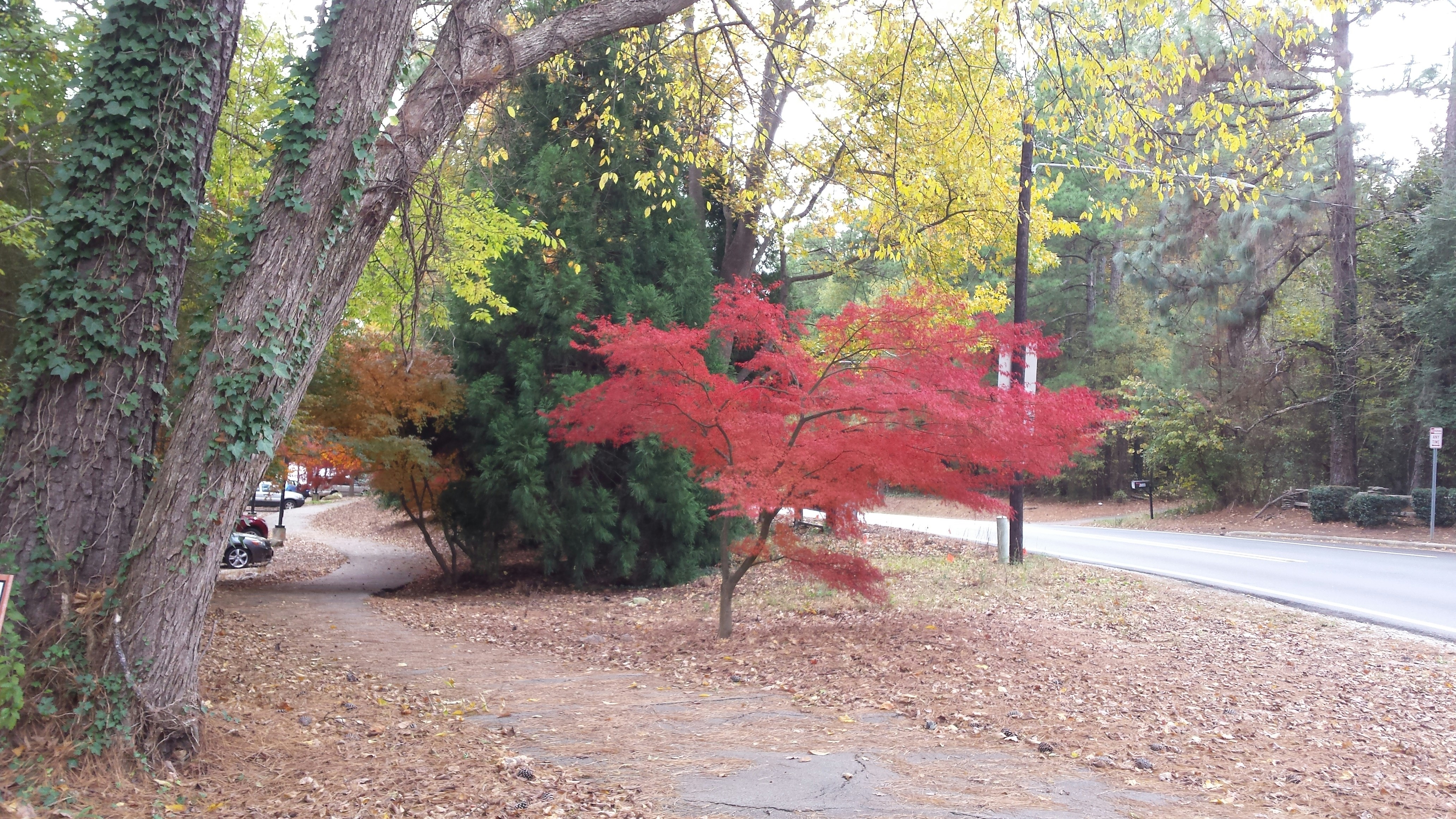 The Ultimate Guide to Planting and Caring for Red Sunset Maple Trees