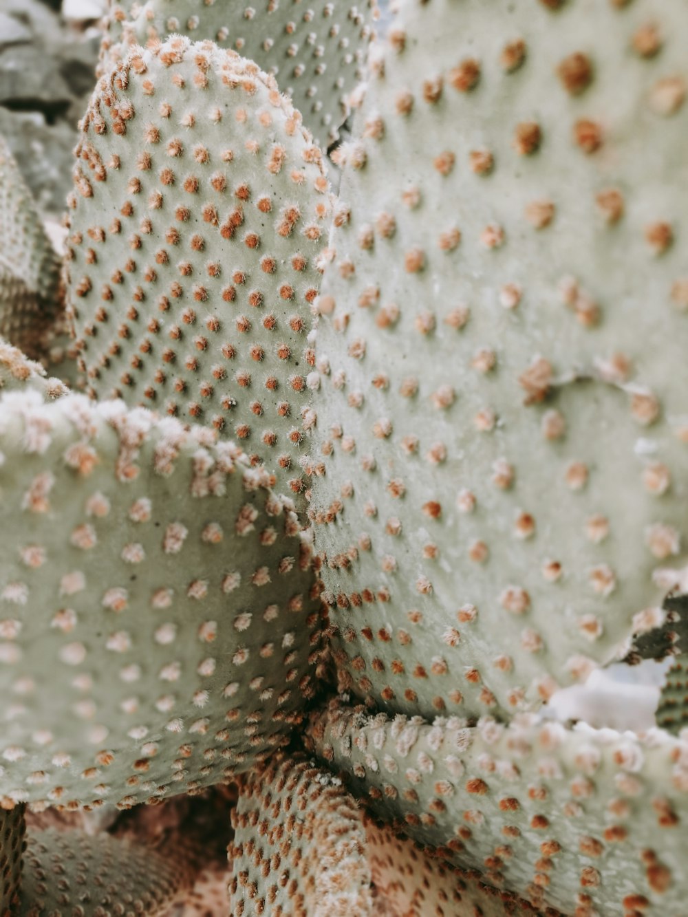 a close up of a cactus plant with lots of dots on it