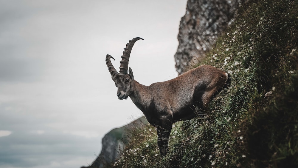 brown ram on hill