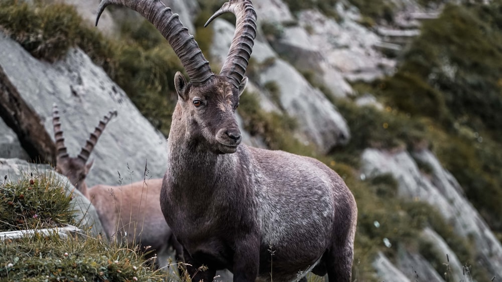 brown ram beside hill