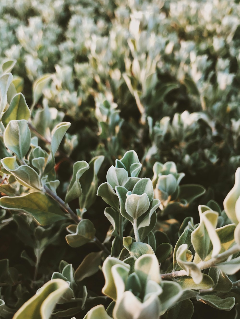 green leafed plant