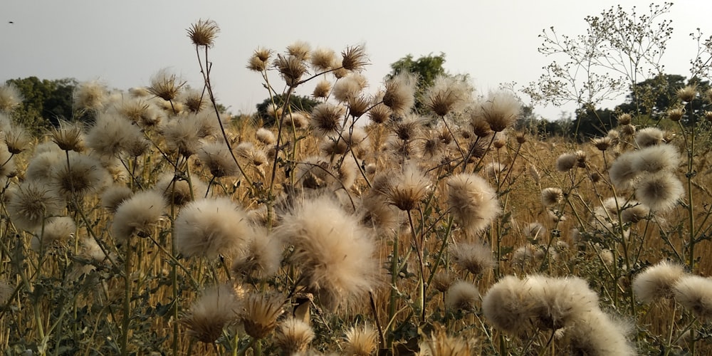 brown flowers