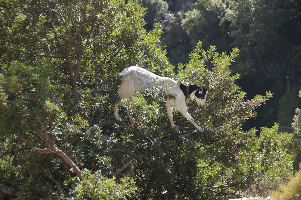 white and black goat in tree during daytime