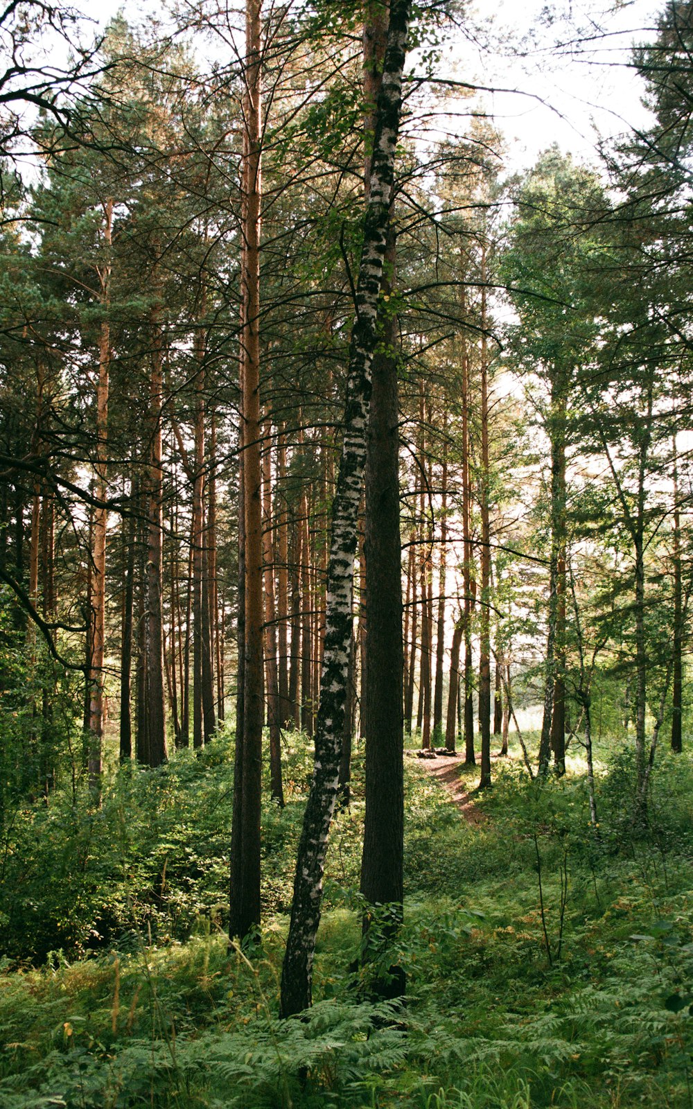 bare trees