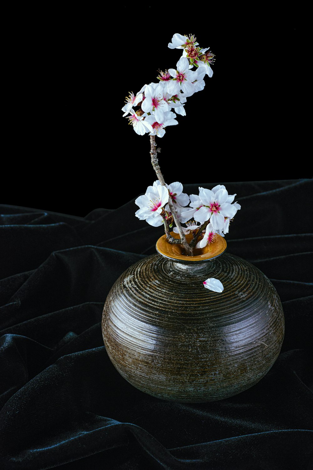 white petaled flowers