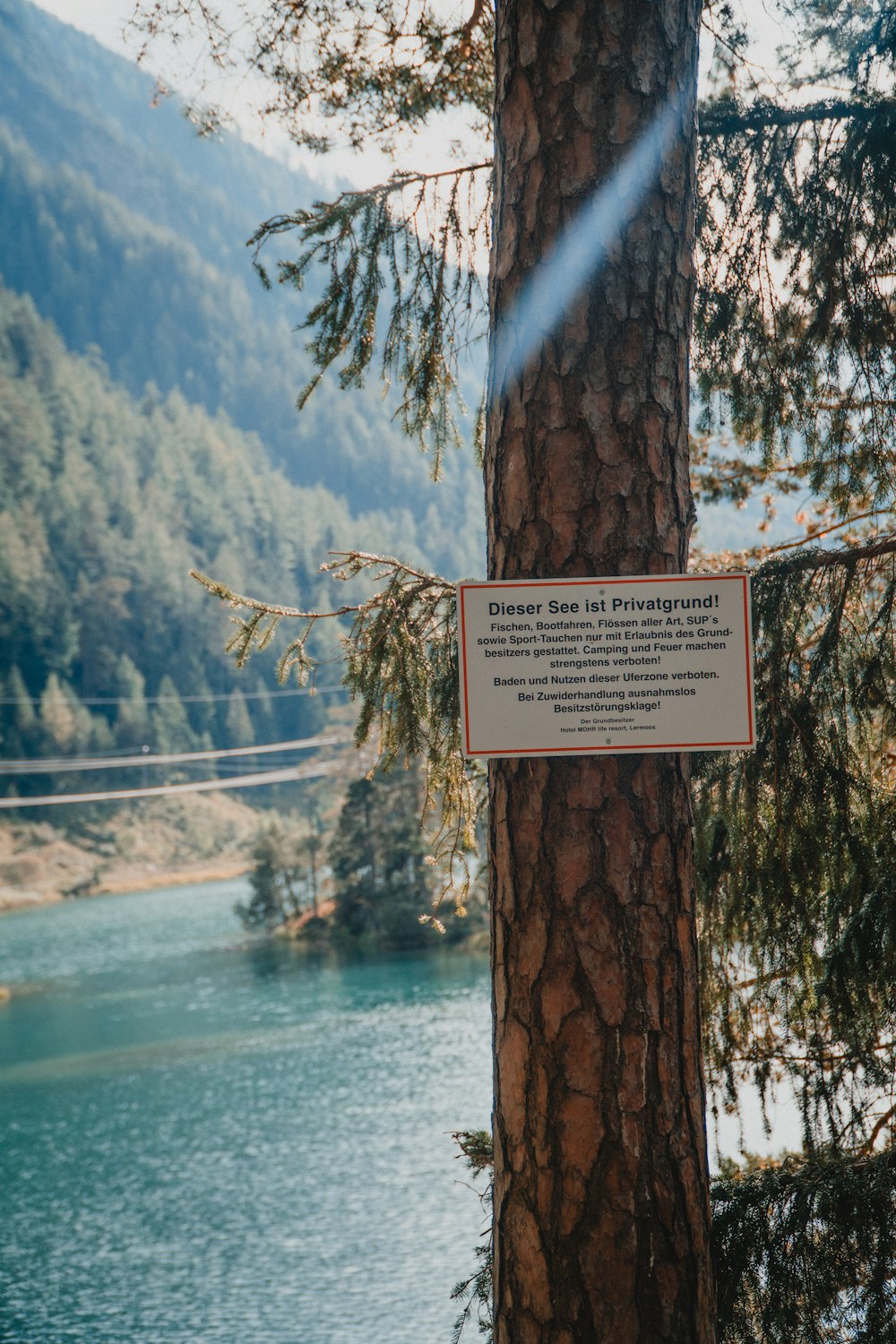 a sign is posted on a tree near a lake