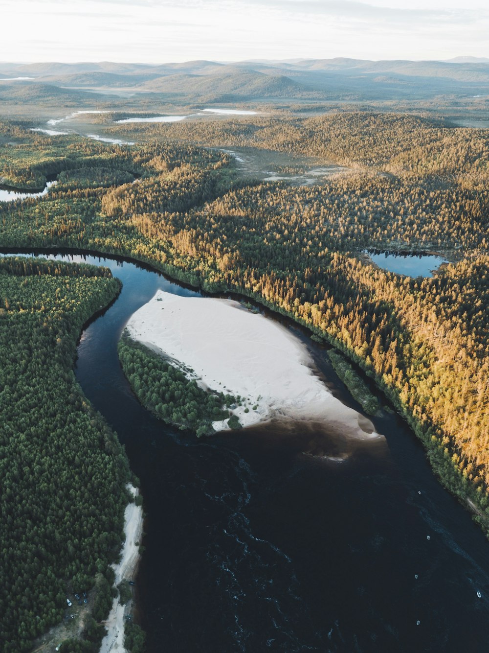 aerial photography of trees