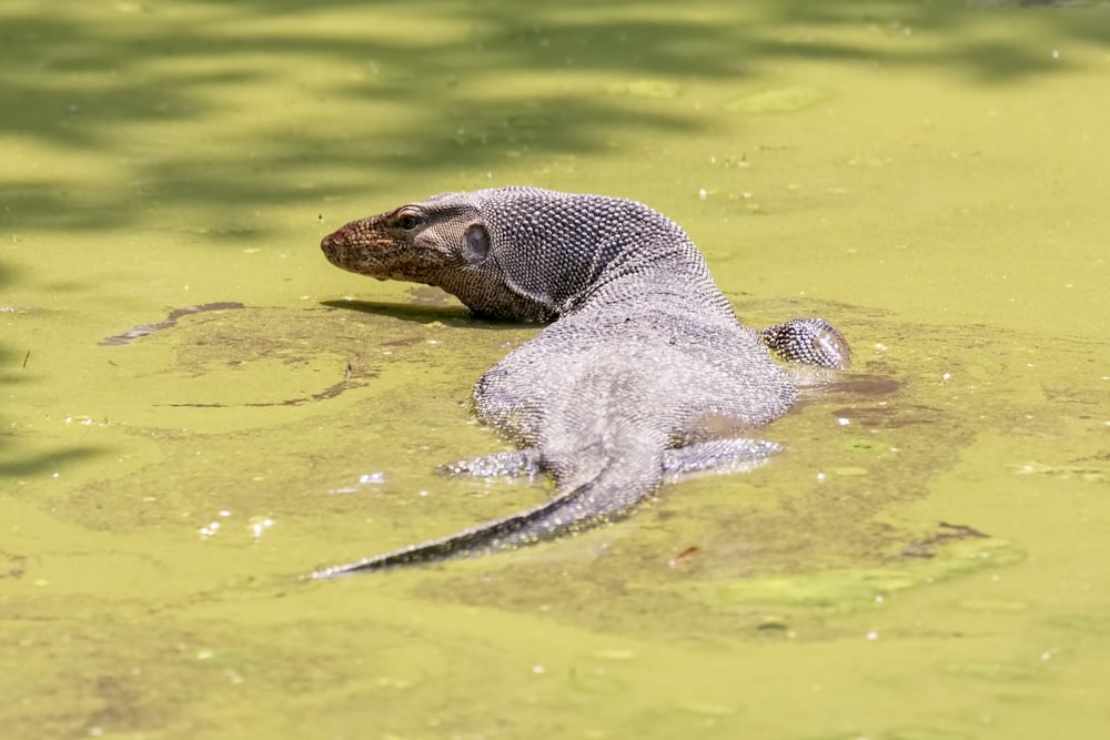 komodo in water