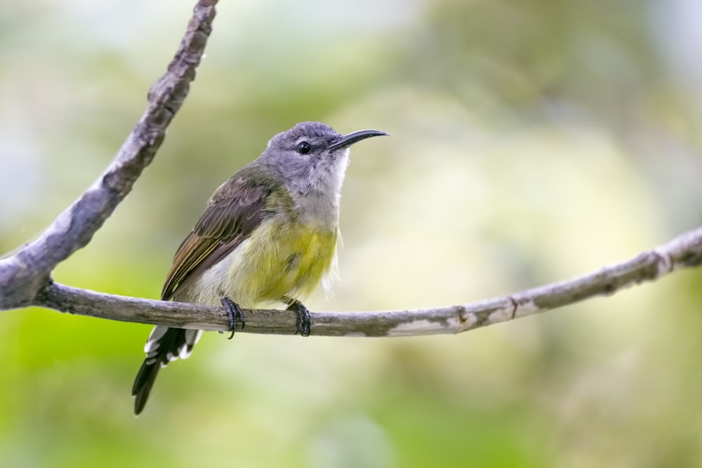 grauer und brauner Vogel