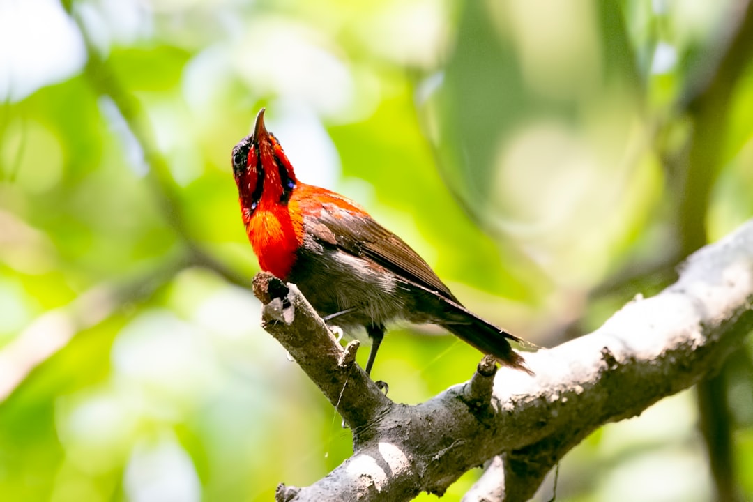 red and gray bird on tree branch