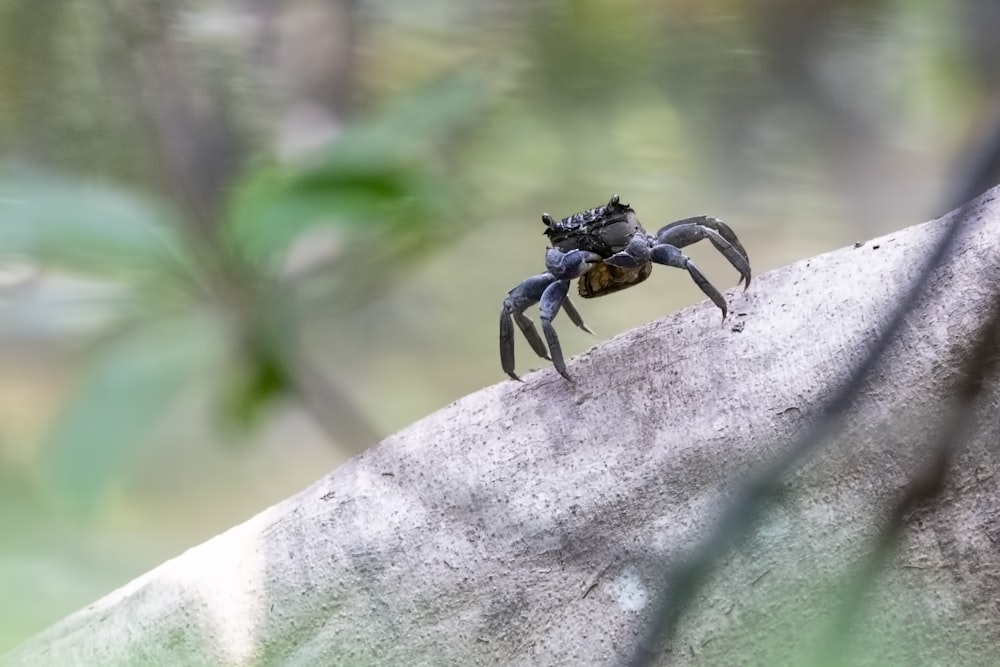 black insect on wood