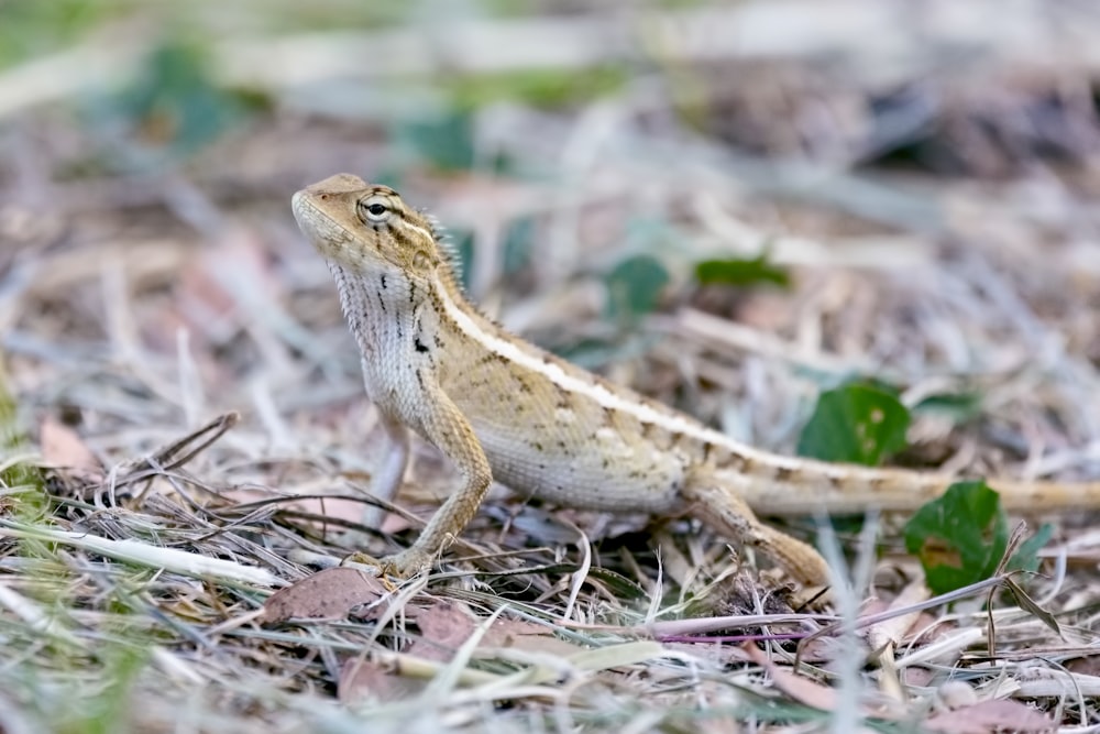 gray lizard