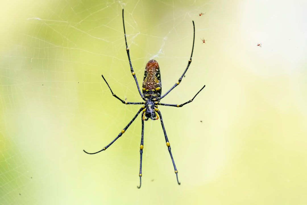 black and yellow spider