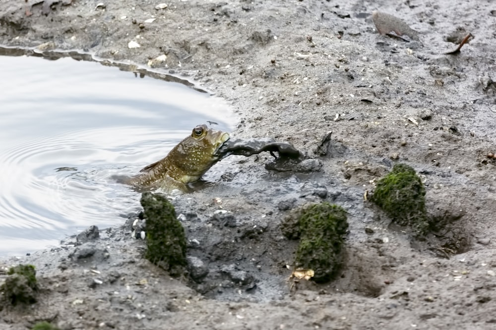 brown frog on body of water